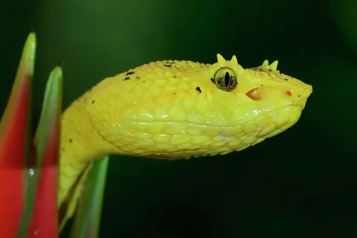 Framed Print : Highland Eyelash pit viper (Bothriechis schlegelii) head emerging between flower leaves, Costa Rica Framed Print : Highland Eyelash pit viper (Bothriechis schlegelii) head emerging between flower leaves, Costa Rica