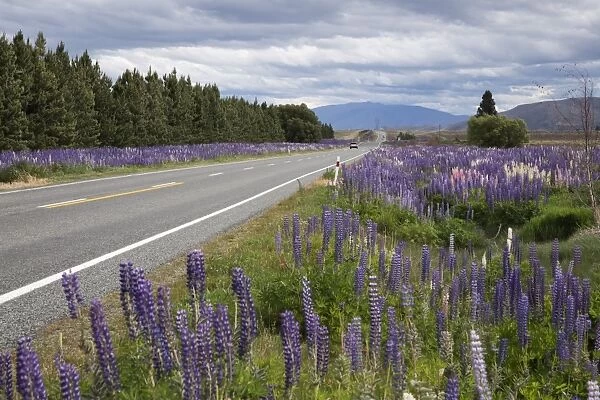 Highway 8 passing through field of Lupins, near Lake Tekapo, Canterbury region, South Island, New Zealand, Pacific