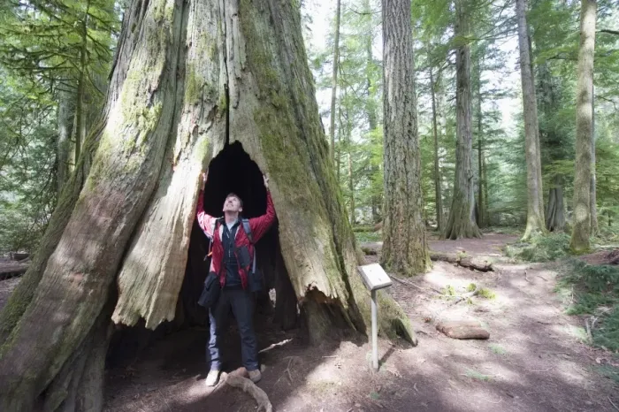 Framed Print : A hiker in a hollow tree trunk, Cathedral Grove, MacMillan Provincial Park
