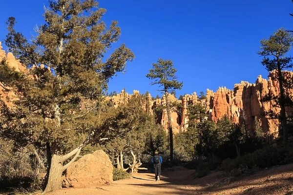 Hiker on Navajo Loop Trail with hoodoos and pine trees lit by early morning sun in winter, Bryce Canyon National Park, Utah, United States of America, North America