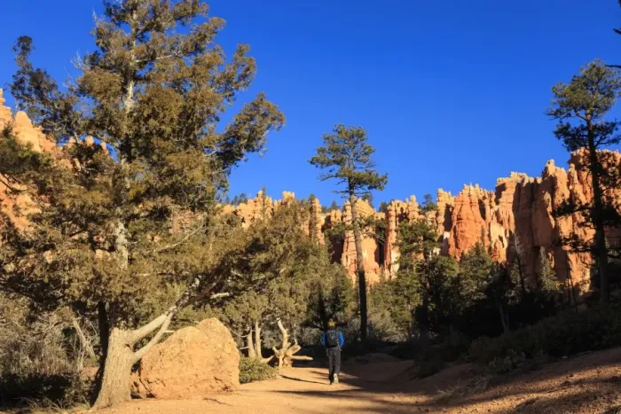 Framed Print : Hiker on Navajo Loop Trail with hoodoos and pine trees lit by early morning sun in winter, Bryce Canyon National Park, Utah, United States of America, North America Framed Print : Hiker on Navajo Loop Trail with hoodoos and pine trees lit by early morning sun in winter, Bryce Canyon National Park, Utah, United States of America, North America