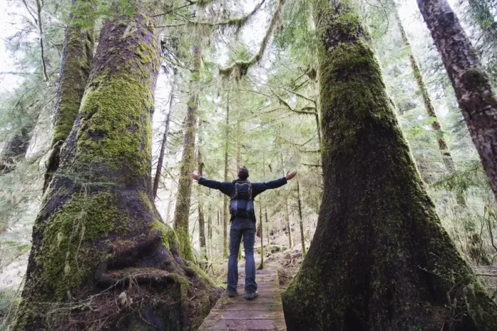 Framed Print : A hiker in the old growth forest at Carmanah Walbran Provincial Park, Vancouver Island Framed Print : A hiker in the old growth forest at Carmanah Walbran Provincial Park, Vancouver Island