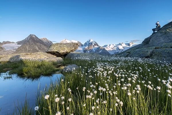Hiker on rocks admires the blooming of cotton grass, Fuorcla, Surlej, St. Moritz