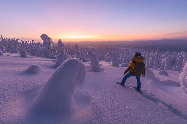 Hiker in the snowy forest at dusk, Riisitunturi National Park, Posio, Lapland, Finland