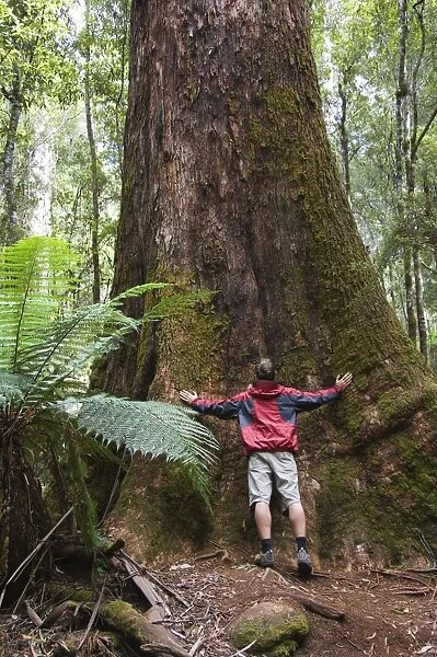 Hiker on the Tall Trees Walk dwarfed by huge trees, Mount Fields National Park