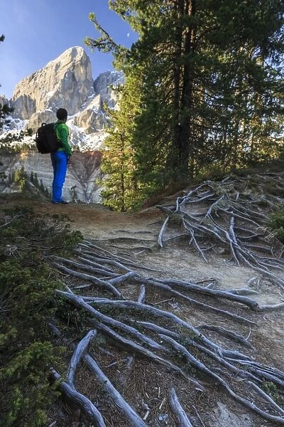 Hiker in the woods admires Sass De Putia, Passo delle Erbe, Puez Odle, South Tyrol