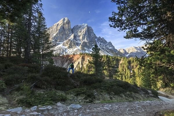 Hiker in the woods admires Sass De Putia, Passo delle Erbe, Puez Odle, South Tyrol