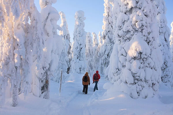 Hikers on path in the snowy woods, Riisitunturi National Park, Posio, Lapland, Finland