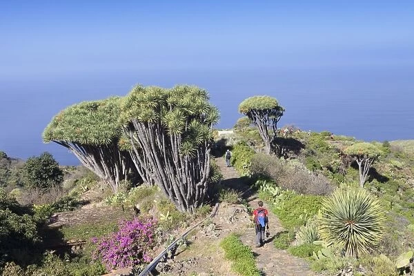 Hiking path and Canarian dragon tree (Dracaena draco), Las Tricias, La Palma, Canary Islands