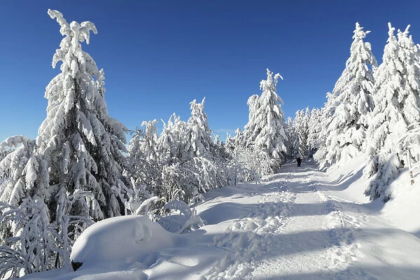Hiking trail in winter, Hornisgrinde mountain, Black Forest, Baden Wurttemberg, Germany