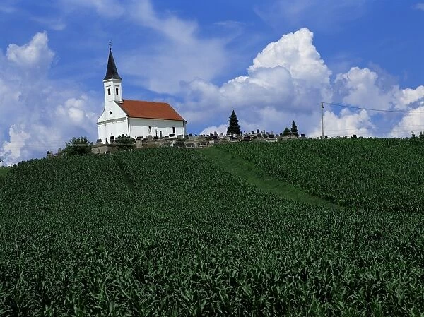 Hillside church above cornfield, Zadar region, Croatia, Europe