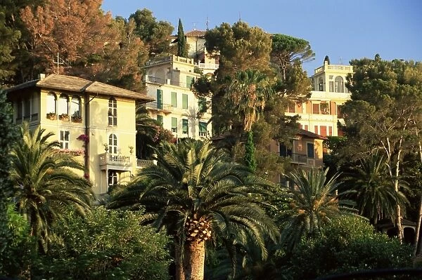 Hillside mansions amongst palms