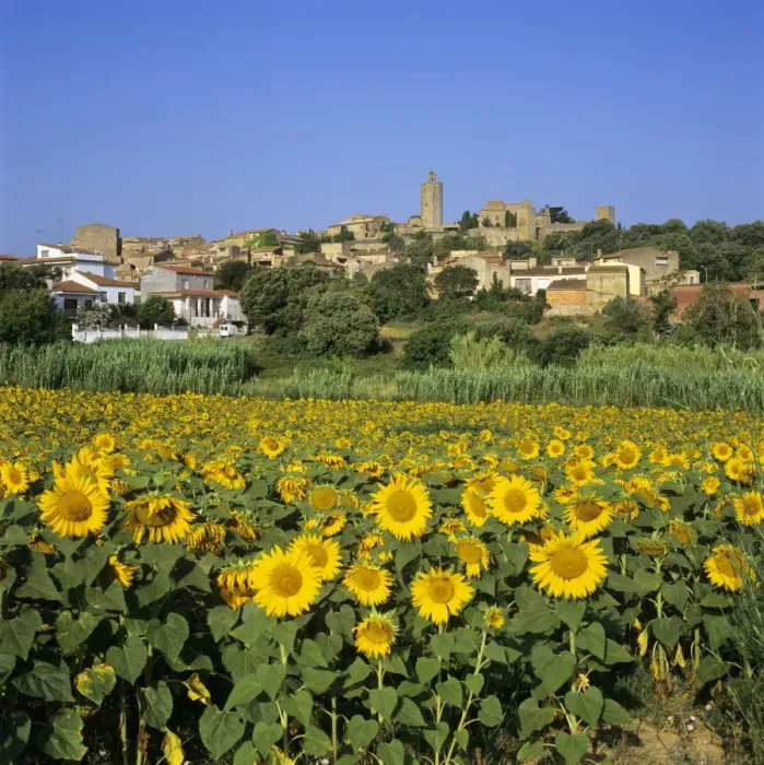 Framed Print : Hilltop village above sunflower field, Pals, Catalunya (Costa Brava), Spain, Europe Framed Print : Hilltop village above sunflower field, Pals, Catalunya (Costa Brava), Spain, Europe