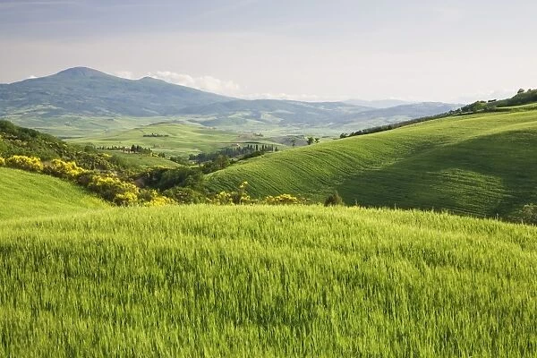 Hilly landscape Val d Orcia, UNESCO World Heritage Site, with Monte Amiata in the background, Province Siena, Tuscany, Italy, Europe