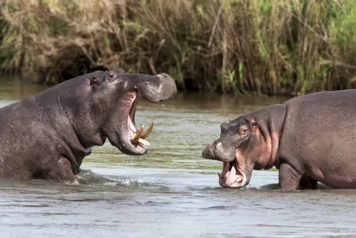 Framed Print : Hippo (Hippopotamus amphibius), fighting, Kruger National park, Mpumalanga Framed Print : Hippo (Hippopotamus amphibius), fighting, Kruger National park, Mpumalanga