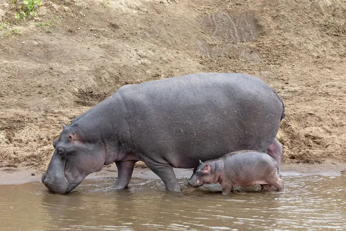 Framed Print : Hippo (Hippopotamus amphibius) with calf, Mara River, Masai Mara, Kenya, East Africa, Africa Framed Print : Hippo (Hippopotamus amphibius) with calf, Mara River, Masai Mara, Kenya, East Africa, Africa