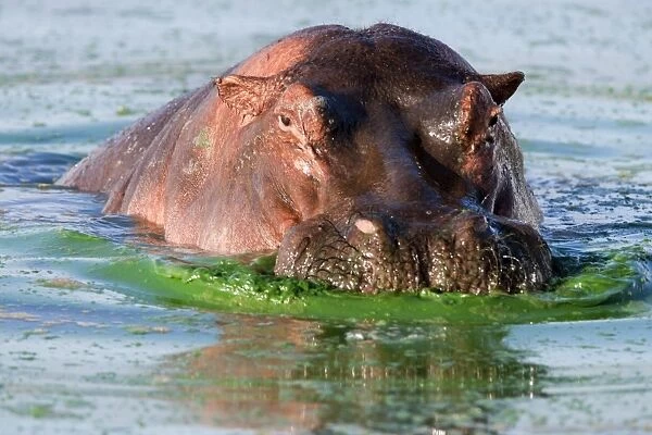 Hippo (Hippopotamus amphibius), Kruger National Park, Mpumalanga, South Africa, Africa