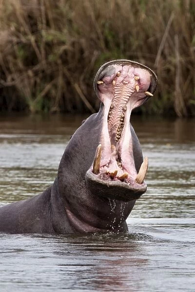 Hippo (Hippopotamus amphibius), yawning, Kruger National park, Mpumalanga