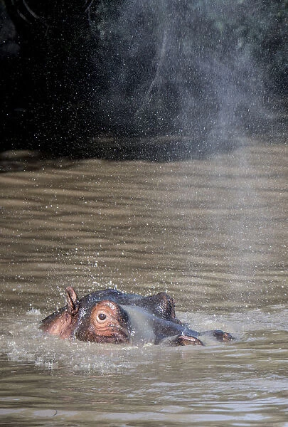 Hippo spraying water in a pool, Maasai Mara, Kenya, East Africa, Africa