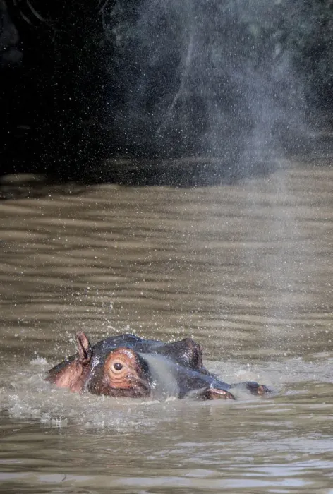 Framed Print : Hippo spraying water in a pool, Msai Mara, Kenya, East Africa, Africa Framed Print : Hippo spraying water in a pool, Msai Mara, Kenya, East Africa, Africa