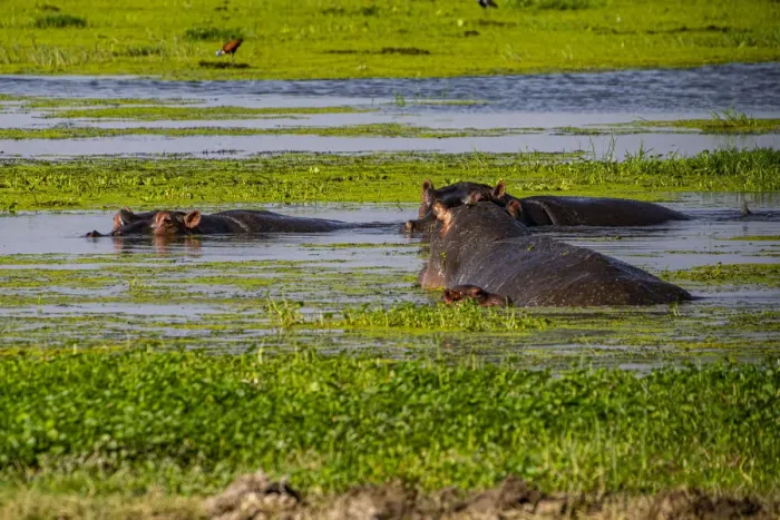 Framed Print : Hippopotamus, Amboseli National Park, Kenya, East Africa, Africa Framed Print : Hippopotamus, Amboseli National Park, Kenya, East Africa, Africa
