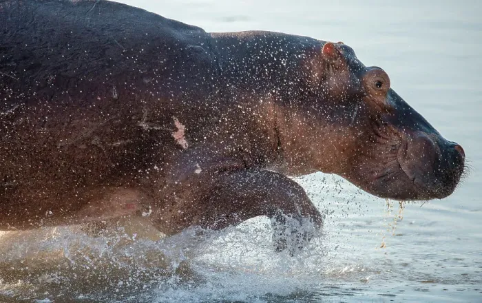 Framed Print : Hippopotamus Amphibius (Hippo), plentiful in the Luangwa River, Zambia, Africa Framed Print : Hippopotamus Amphibius (Hippo), plentiful in the Luangwa River, Zambia, Africa