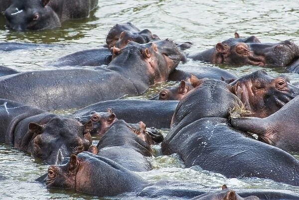 Hippopotamus (Hippopotamus amphibious) group bathing in the water, Queen Elizabeth National Park, Uganda, East Africa, Africa