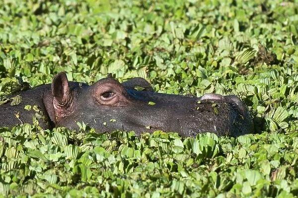 Hippopotamus (Hippopotamus amphibious), Masai Mara National Reserve, Kenya