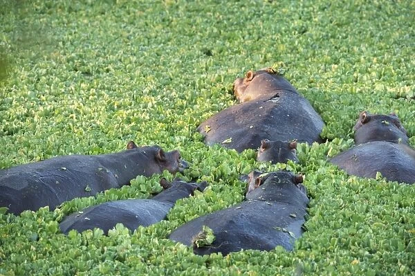 Hippopotamus (Hippopotamus Amphibious), Zambia, Africa