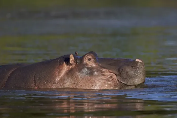 Framed Print : Hippopotamus (Hippopotamus amphibius), Kruger National Park, South Africa, Africa Framed Print : Hippopotamus (Hippopotamus amphibius), Kruger National Park, South Africa, Africa
