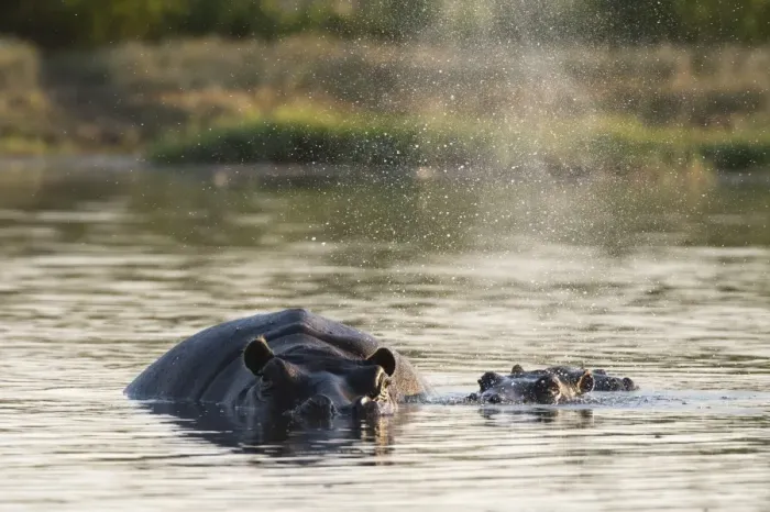 Framed Print : Hippopotamus (Hippopotamus amphibius), Khwai Concession, Okavango Delta, Botswana, Africa Framed Print : Hippopotamus (Hippopotamus amphibius), Khwai Concession, Okavango Delta, Botswana, Africa