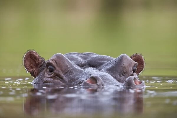 Hippopotamus (Hippopotamus amphibius), Kruger National Park, South Africa, Africa
