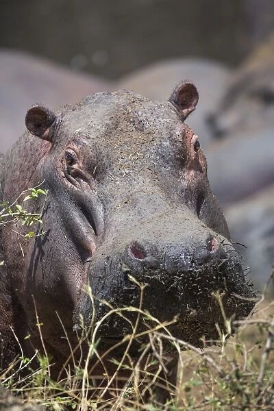 Hippopotamus (Hippopotamus amphibius), Serengeti National Park, Tanzania, East Africa