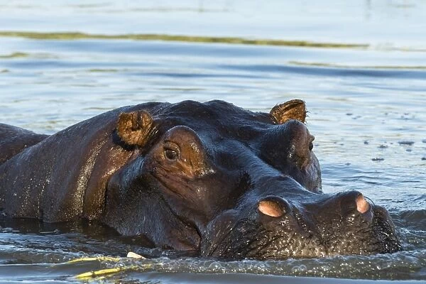 A hippopotamus (Hippopotamus amphibius), in the Okavango Delta looking at the camera
