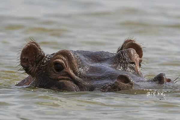 A hippopotamus (Hippopotamus amphibius), looking at the camera, Tsavo, Kenya, East Africa