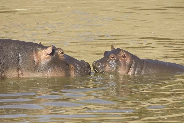 Hippopotamus (Hippopotamus amphibius) mother and baby, Masai Mara National Reserve