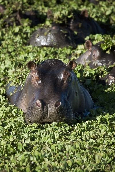 Hippopotamus (Hippopotamus amphibius), Masai Mara National Reserve, Kenya