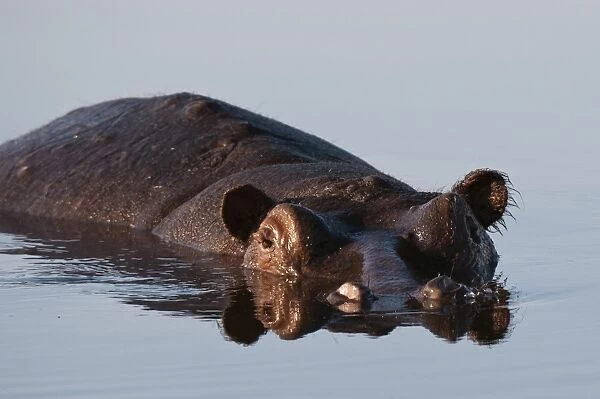 Hippopotamus (Hippopotamus amphibius), Savute Channel, Linyanti, Botswana, Africa