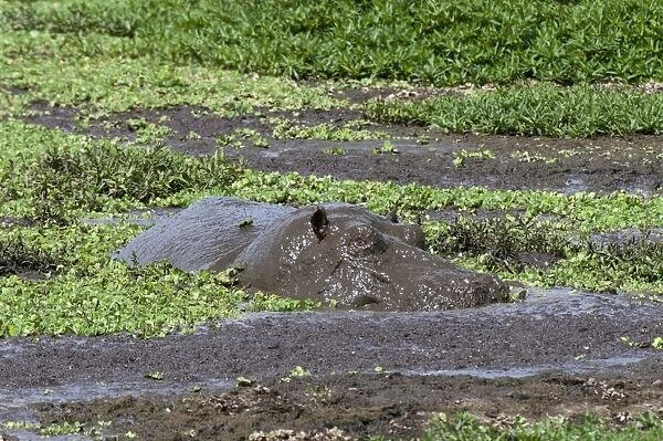 Hippopotamus (Hippopotamus amphibius), Masai Mara, Kenya, East Africa, Africa