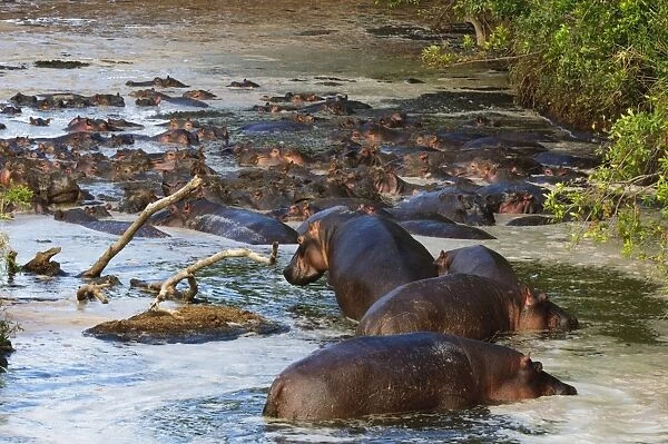 Hippopotamus (Hippopotamus amphibius), Masai Mara, Kenya, East Africa, Africa