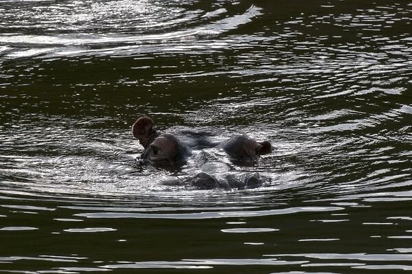 Hippopotamus (Hippopotamus amphibius), Kariega Game Reserve, South Africa, Africa