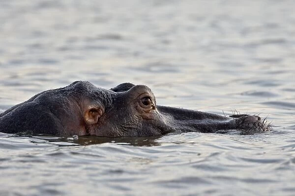Hippopotamus (Hippopotamus amphibius) resting in the water, Kruger National Park