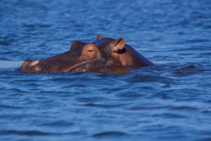 Framed Print : Hippopotamus (Hippopotamus amphibius), in dappled blue water, Chobe National Park, Botswana Framed Print : Hippopotamus (Hippopotamus amphibius), in dappled blue water, Chobe National Park, Botswana