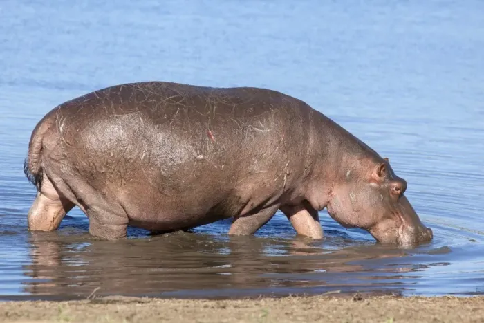 Framed Print : Hippopotamus (Hippopotamus amphibius), Kruger National Park, Mpumalanga, South Africa, Africa Framed Print : Hippopotamus (Hippopotamus amphibius), Kruger National Park, Mpumalanga, South Africa, Africa