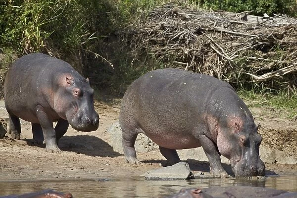 Two hippopotamus (Hippopotamus amphibius) returning to the water, Serengeti National Park, Tanzania, East Africa, Africa