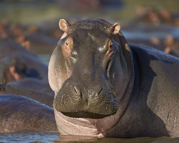 Hippopotamus (Hippopotamus amphibius), Serengeti National Park, Tanzania, East Africa, Africa
