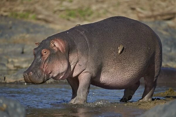 Hippopotamus (Hippopotamus amphibius) in shallow water, Serengeti National Park, Tanzania, East Africa, Africa
