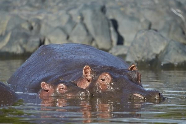 Hippopotamus (Hippopotamus amphibius) mother and calf, Serengeti National Park, Tanzania, East Africa, Africa