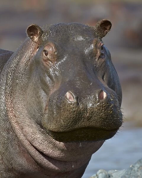 Hippopotamus (Hippopotamus amphibius), Serengeti National Park, Tanzania