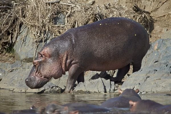Hippopotamus (Hippopotamus amphibius) returning to the water, Serengeti National Park, Tanzania, East Africa, Africa